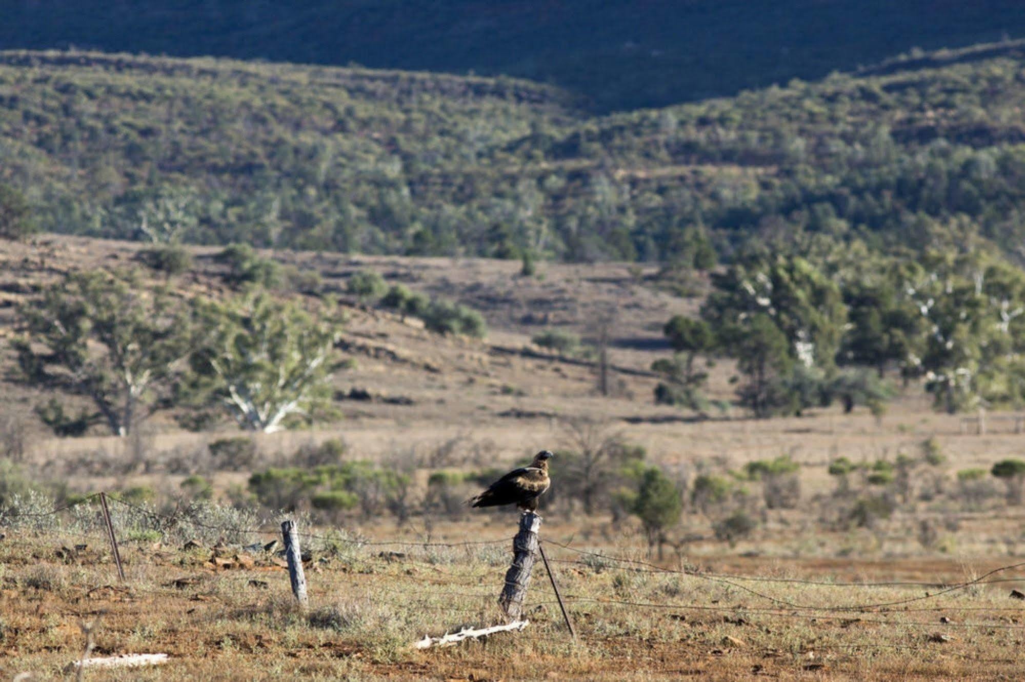 מלון Flinders Ranges Rawnsley Park Station מראה חיצוני תמונה